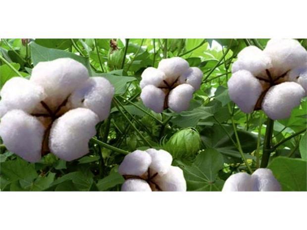 شرکت صنعتی پالاوش سبزوار